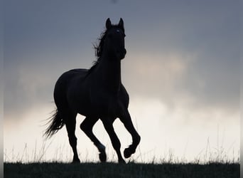 Rocky Mountain Horse, Hengst, 4 Jaar, 160 cm, Grullo