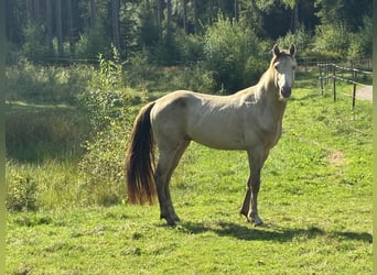 Rocky Mountain Horse, Hengst, 4 Jahre, 147 cm, Champagne