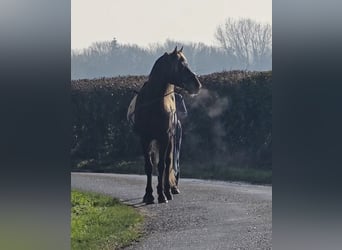 Rocky Mountain Horse, Hengst, 6 Jahre, 152 cm, Rappe