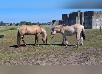 Rocky Mountain Horse, Hengst, 6 Jahre, 156 cm