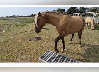 Rocky Mountain Horse, Hengst, 6 Jahre, 156 cm