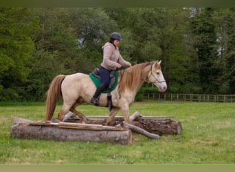 Rocky Mountain Horse, Hengst, 9 Jaar, 148 cm, Champagne