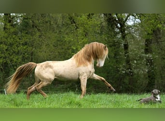 Rocky Mountain Horse, Hengst, 9 Jaar, 148 cm, Champagne