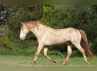 Rocky Mountain Horse, Hengst, 9 Jaar, 148 cm, Champagne