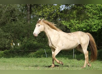 Rocky Mountain Horse, Hengst, 9 Jaar, 148 cm, Champagne