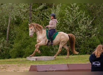 Rocky Mountain Horse, Hengst, 9 Jaar, 148 cm, Champagne