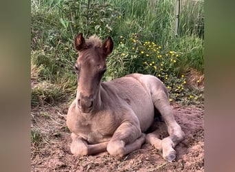 Rocky Mountain Horse, Hengst, Fohlen (04/2025), 154 cm, Roan-Bay