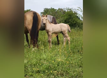 Rocky Mountain Horse, Hengst, Fohlen (05/2026), Buckskin