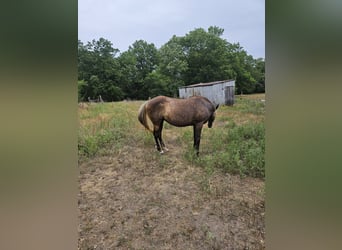 Rocky Mountain Horse, Hengst, 13 Jahre, 152 cm, Hellbrauner