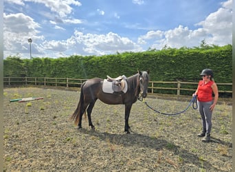 Rocky Mountain Horse, Hengst, 6 Jahre, 152 cm, Rappe