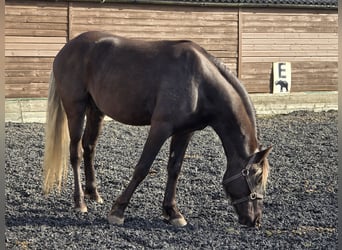 Rocky Mountain Horse, Hengst, 6 Jahre, 152 cm, Rappe