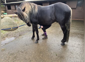 Rocky Mountain Horse, Hengst, 6 Jahre, 152 cm, Rappe