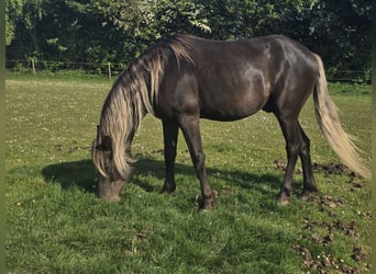 Rocky Mountain Horse, Hengst, 6 Jahre, 152 cm, Rappe