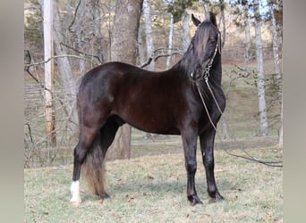 Rocky Mountain horse, Hongre, 10 Ans, 142 cm, Bai