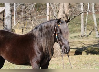 Rocky Mountain horse, Hongre, 10 Ans, 142 cm, Bai