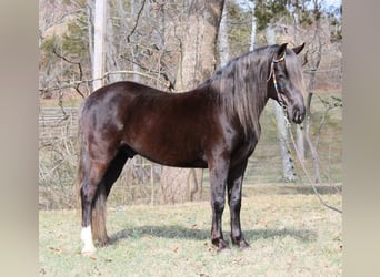 Rocky Mountain horse, Hongre, 10 Ans, 142 cm, Bai