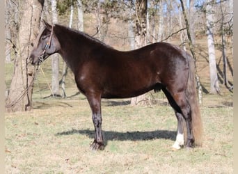 Rocky Mountain horse, Hongre, 10 Ans, 142 cm, Bai