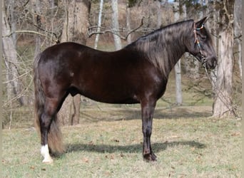 Rocky Mountain horse, Hongre, 10 Ans, 142 cm, Bai