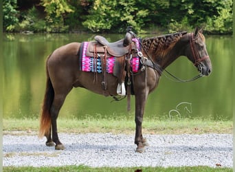 Rocky Mountain horse, Hongre, 10 Ans, 152 cm, Bai