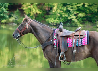 Rocky Mountain horse, Hongre, 10 Ans, 152 cm, Bai