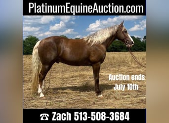 Rocky Mountain horse, Hongre, 10 Ans, 157 cm, Palomino