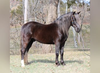 Rocky Mountain horse, Hongre, 10 Ans, Bai