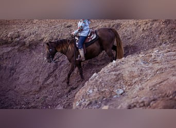 Rocky Mountain horse, Hongre, 10 Ans, Bai