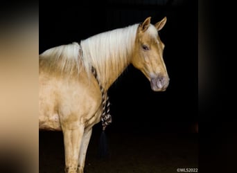 Rocky Mountain horse, Hongre, 11 Ans, 152 cm, Palomino