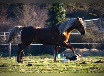 Rocky Mountain horse, Hongre, 11 Ans, 154 cm, Bai