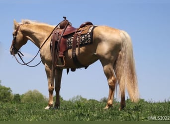 Rocky Mountain horse, Hongre, 12 Ans, 152 cm, Palomino