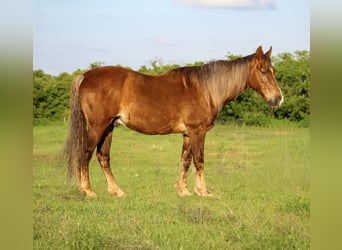 Rocky Mountain horse, Hongre, 14 Ans, 142 cm, Palomino