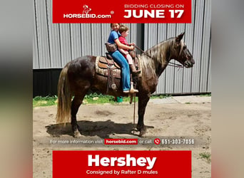 Rocky Mountain horse, Hongre, 14 Ans, 147 cm