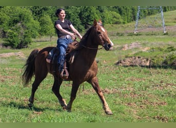 Rocky Mountain horse, Hongre, 14 Ans, 150 cm, Palomino