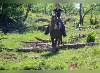 Rocky Mountain horse, Hongre, 14 Ans, 150 cm, Palomino