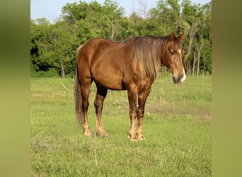 Rocky Mountain horse, Hongre, 14 Ans, 150 cm, Palomino