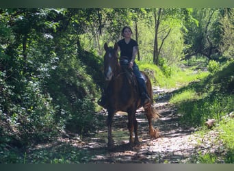 Rocky Mountain horse, Hongre, 14 Ans, 150 cm, Palomino