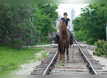 Rocky Mountain horse, Hongre, 14 Ans, 152 cm, Palomino