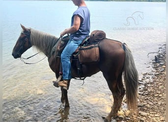 Rocky Mountain horse, Hongre, 14 Ans, 163 cm, Alezan cuivré