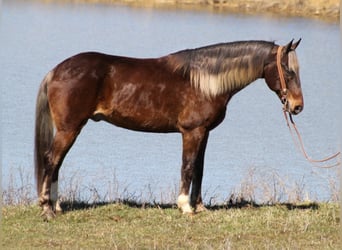 Rocky Mountain horse, Hongre, 15 Ans, Alezan brûlé