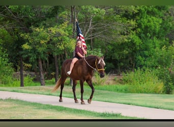 Rocky Mountain horse, Hongre, 15 Ans, Bai