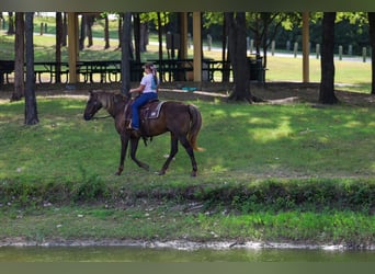 Rocky Mountain horse, Hongre, 15 Ans, Bai