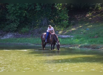 Rocky Mountain horse, Hongre, 15 Ans, Bai