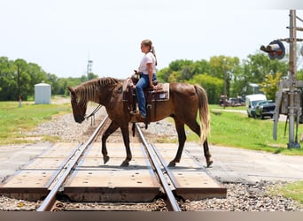 Rocky Mountain horse, Hongre, 15 Ans, Bai