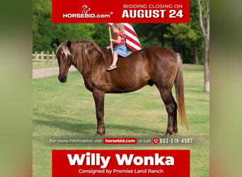Rocky Mountain horse, Hongre, 15 Ans, Bai