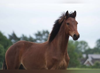 Rocky Mountain horse, Hongre, 1 Année, 150 cm, Bai