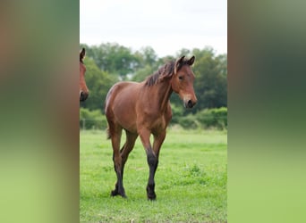 Rocky Mountain horse, Hongre, 1 Année, 150 cm, Bai