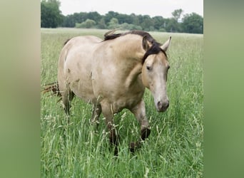 Rocky Mountain horse Croisé, Hongre, 1 Année, 155 cm, Champagne