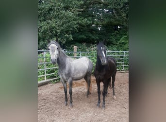 Rocky Mountain horse Croisé, Hongre, 2 Ans, 147 cm, Noir