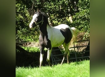 Rocky Mountain horse Croisé, Hongre, 2 Ans, 148 cm, Pinto