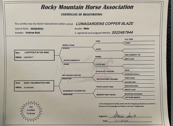 Rocky Mountain horse, Hongre, 4 Ans, 146 cm, Alezan brûlé